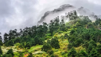 Arunachal Pradesh has lost 549 square kilometres of forest cover between 2021 and 2023, with the total forest area now at 65,881.57 sq km, according to the India State of Forest Report (ISFR) 2023.