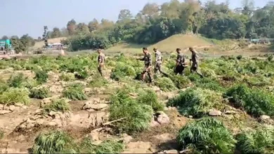 Tripura: 1 Lakh Ganja Plants Destroyed With Assistance Of Anti-Narcotics Drone Camera Tracking