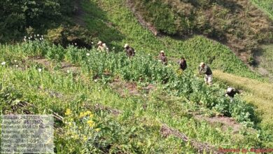 Four Acres of Poppy Cultivation Were Destroyed in Churachandpur.