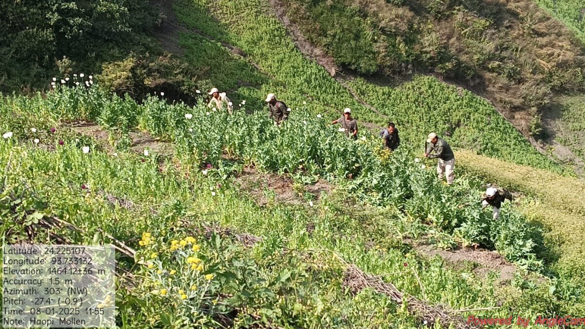 Four Acres of Poppy Cultivation Were Destroyed in Churachandpur.