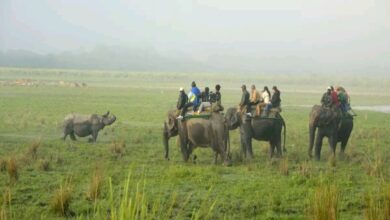 Assam: Record Tourist Inflow In Kaziranga National Park In Two Decades