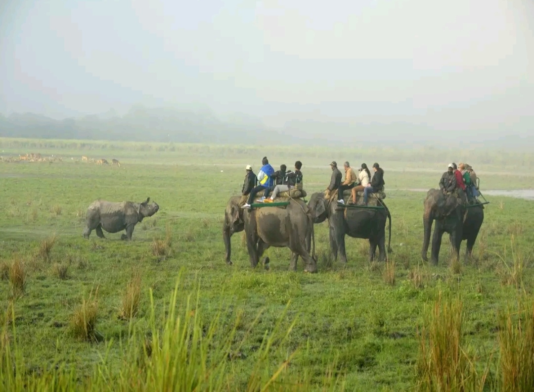 Assam: Record Tourist Inflow In Kaziranga National Park In Two Decades