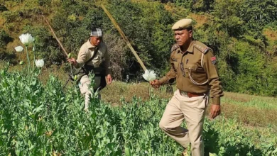 Manipur: 26 Acres of Poppy Cultivation Destroyed in Kangpokpi