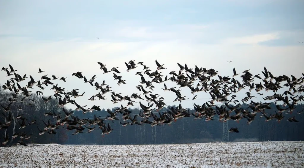 Manipur: Over 30 Species of Migratory Birds Are Observed During the Annual Migratory Bird Census